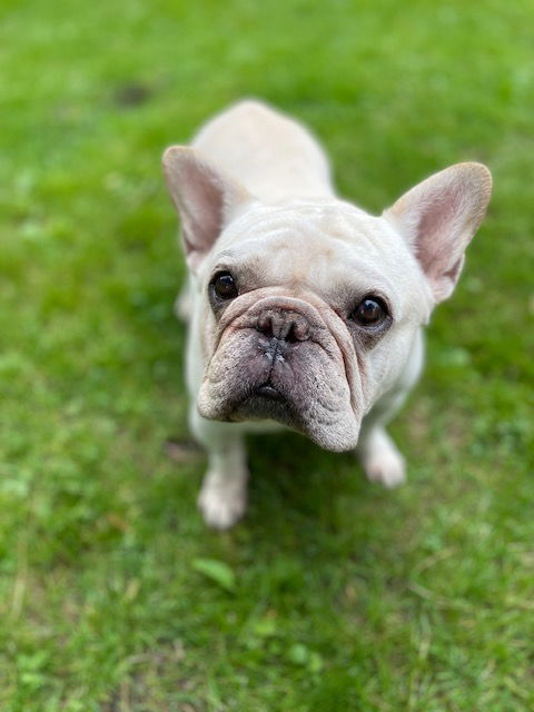 French bulldog best sale rescue mn