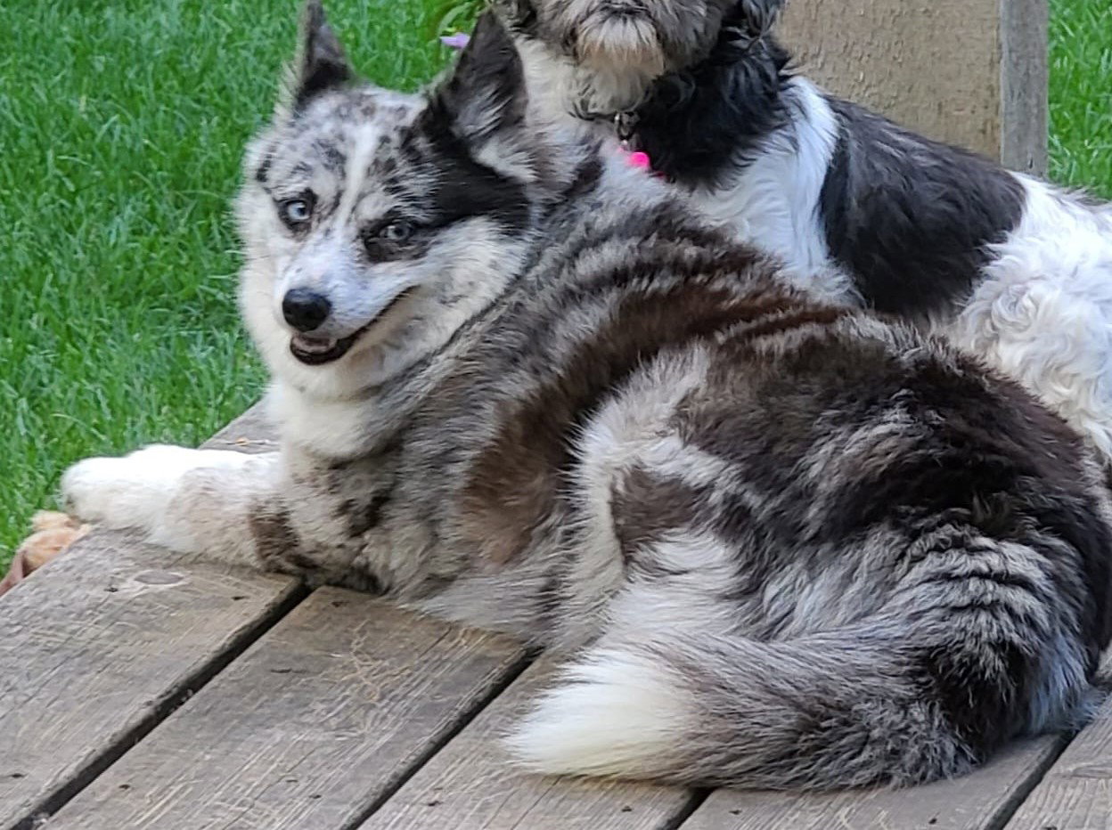 Elsa's web page on Underdog Rescue MN