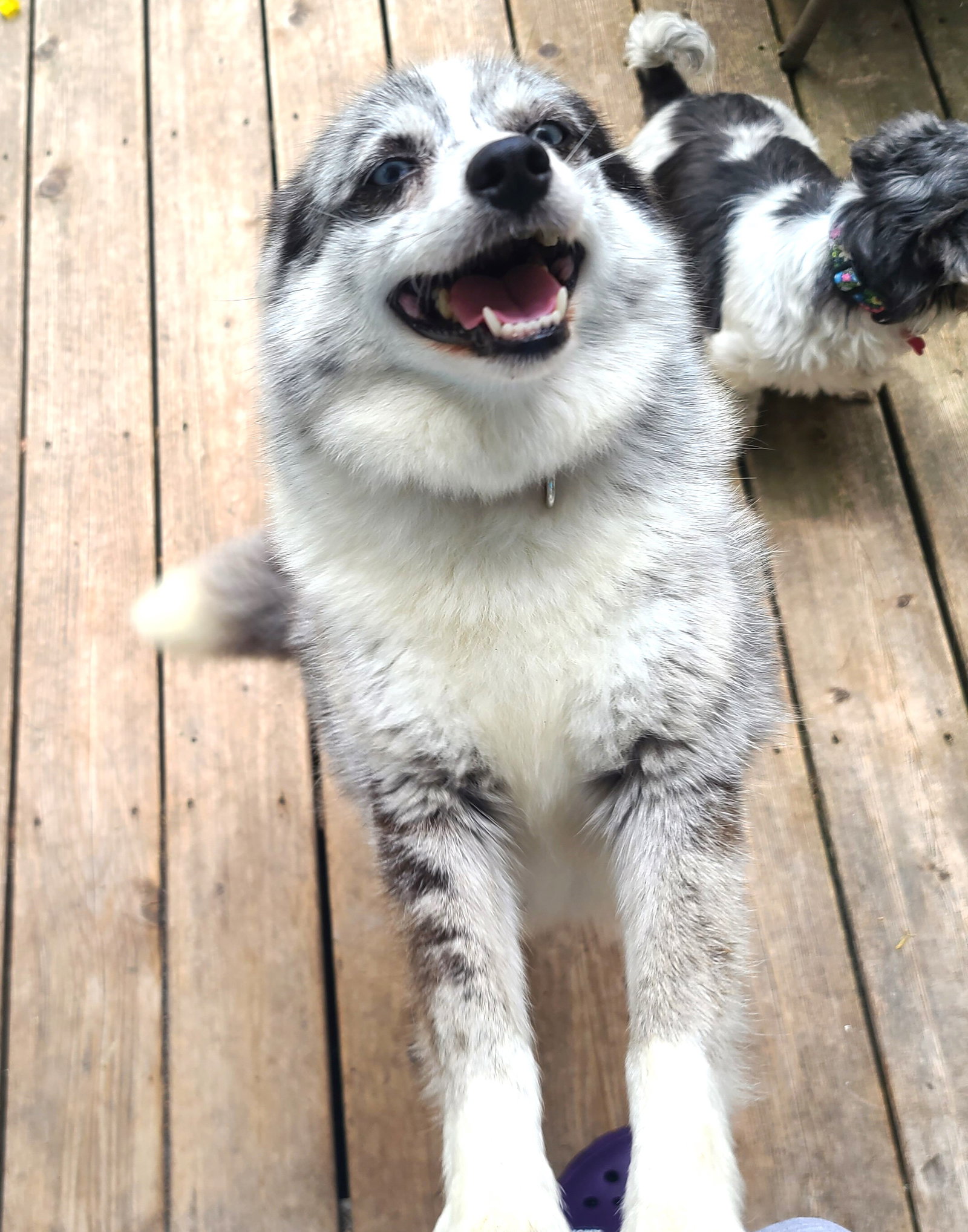 Elsa's web page on Underdog Rescue MN