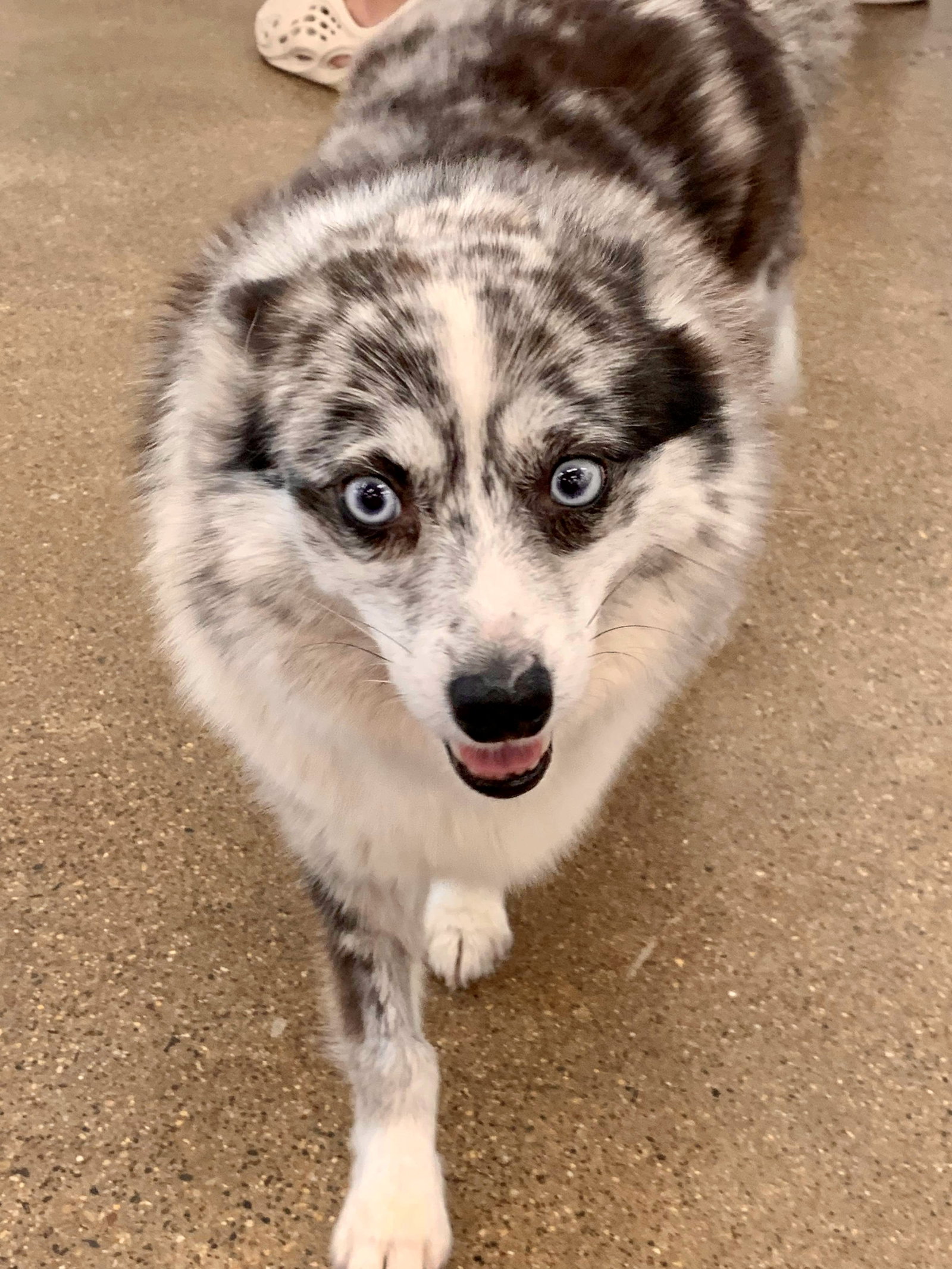 Elsa's web page on Underdog Rescue MN