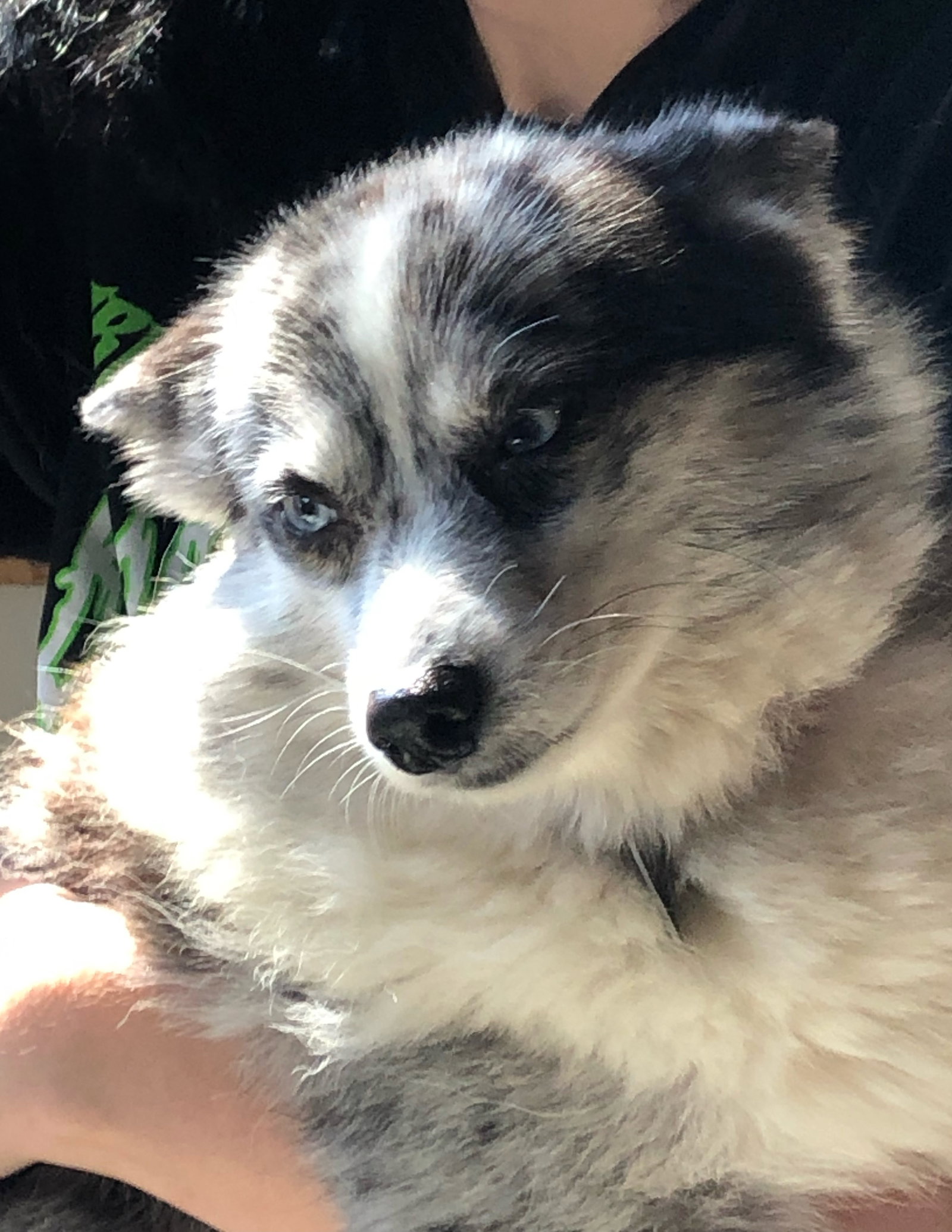 dog dog　になります。 Elsa's web page on Underdog Rescue MN