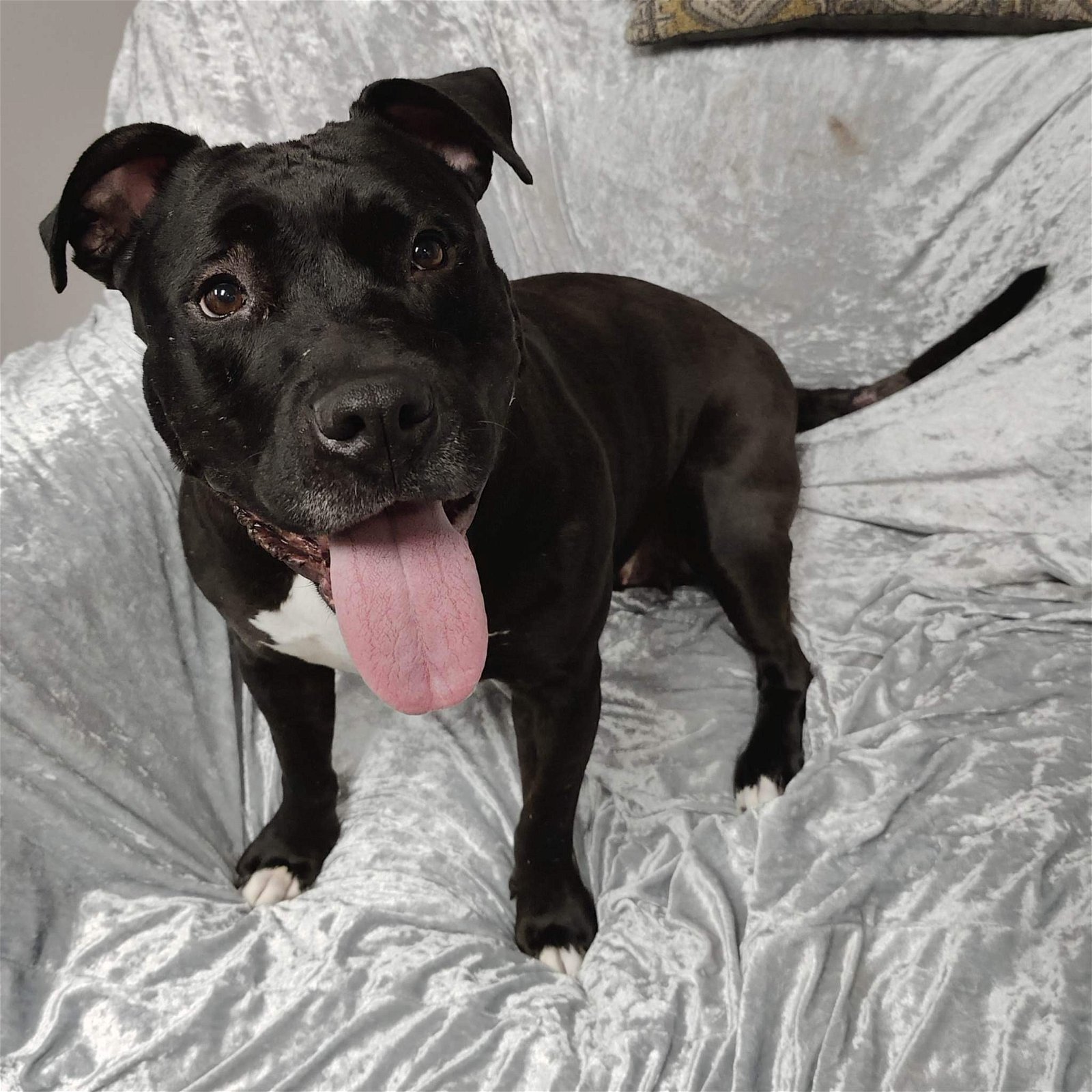 adoptable Dog in Minneapolis, MN named Peggy Sue