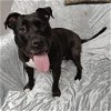 adoptable Dog in  named Peggy Sue