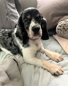 Esmerelda