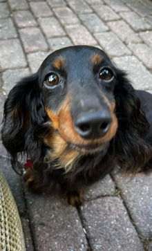 Trudy