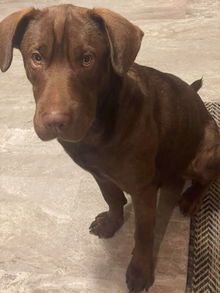 Louie