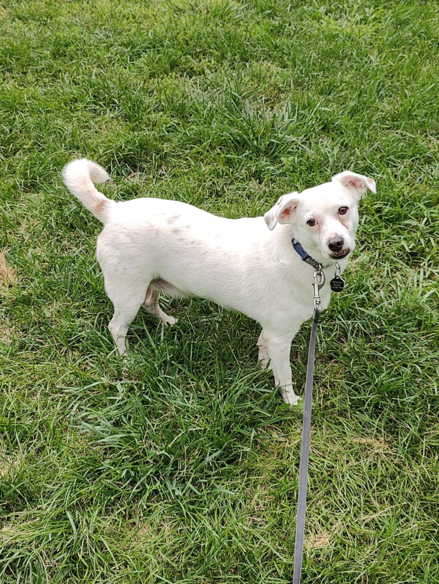 adoptable Dog in Minneapolis, MN named Buzz