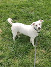 adoptable Dog in minneapolis, MN named Buzz