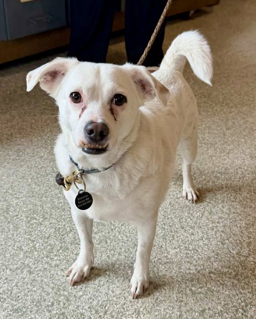 Buzz, an adoptable Chihuahua in St. Louis Park, MN
