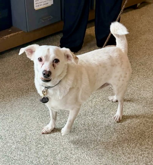 BUZZ - Chihuahua available for adoption