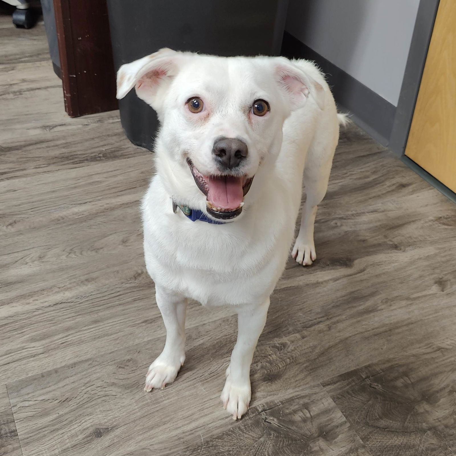 adoptable Dog in Minneapolis, MN named Buzz