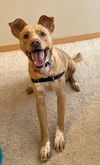 adoptable Dog in Minneapolis, MN named PJ