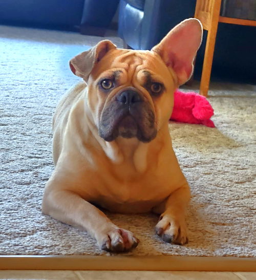 Gertrude