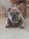 Gertrude