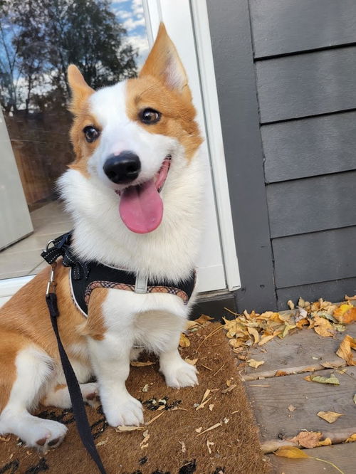 Owen