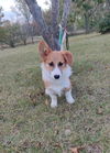 Walter