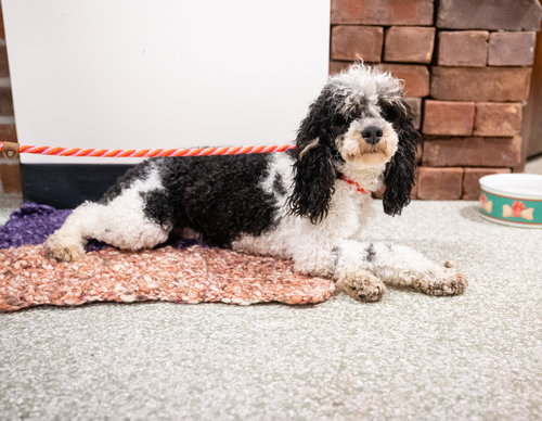 picture of the dog needing adoption