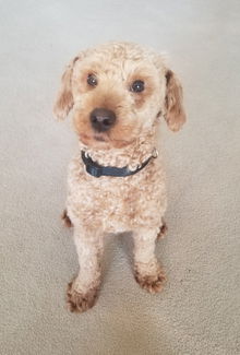 Marley
