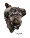 Yumi