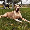 adoptable Dog in minneapolis, MN named Zeus