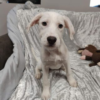 Shiloh