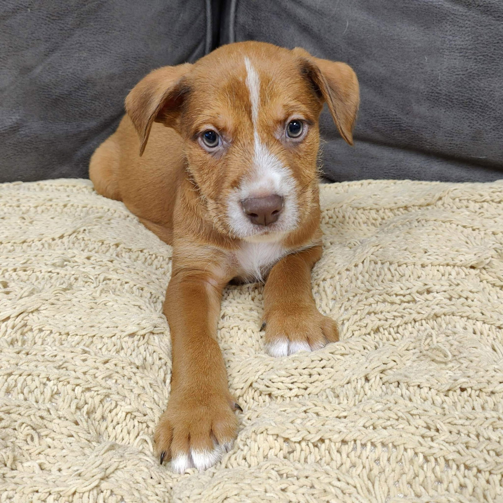 Dog for Adoption - Bradley, a Plott Hound in Maple Plain, MN | Alpha Paw