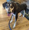adoptable Dog in minneapolis, MN named Sandra Dee