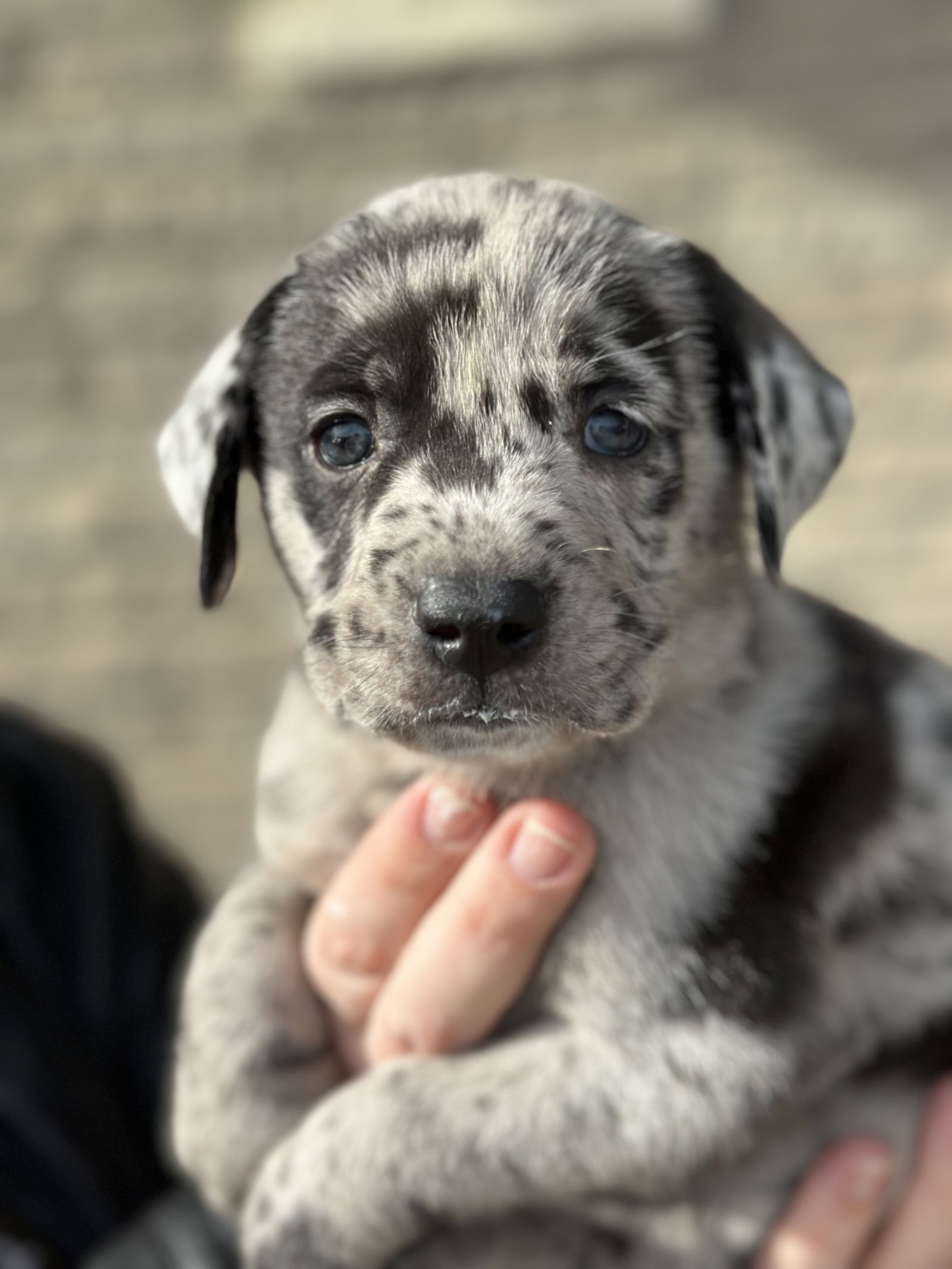 Catahoula leopard german shepherd 2024 mix