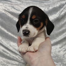 Lilo