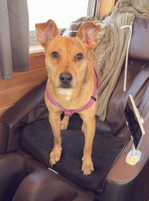 picture of the dog needing adoption