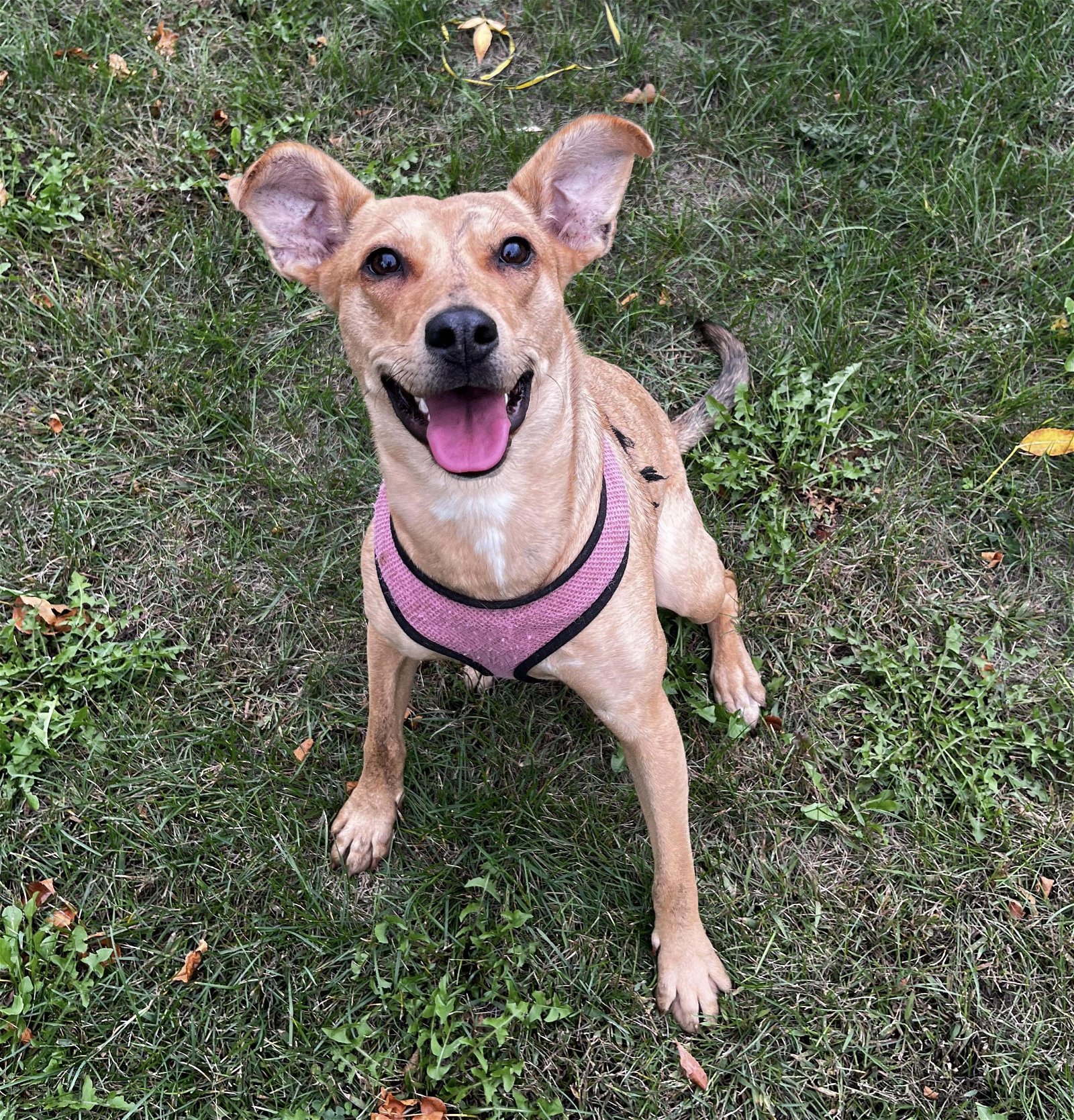 adoptable Dog in Minneapolis, MN named Lillian