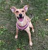 adoptable Dog in , MN named Lillian