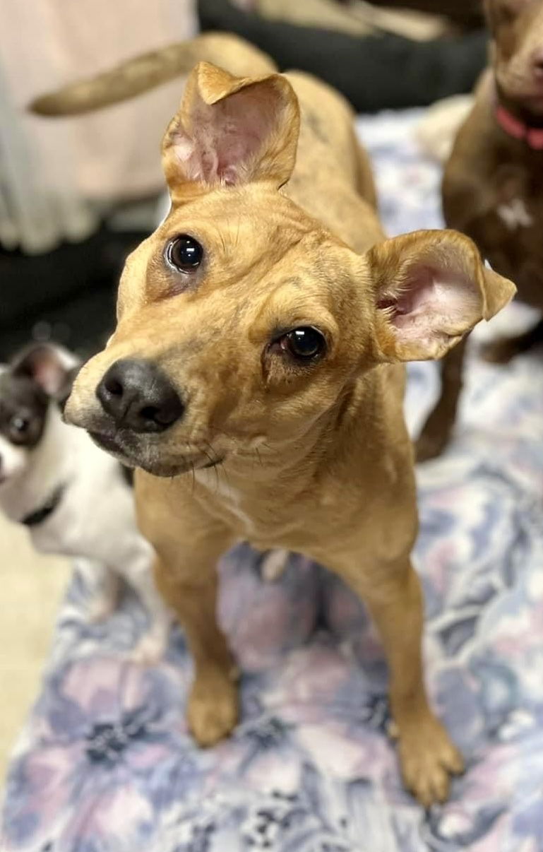 adoptable Dog in Minneapolis, MN named Lillian