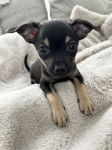 Burrito