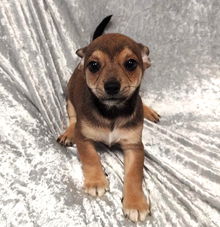 Churro