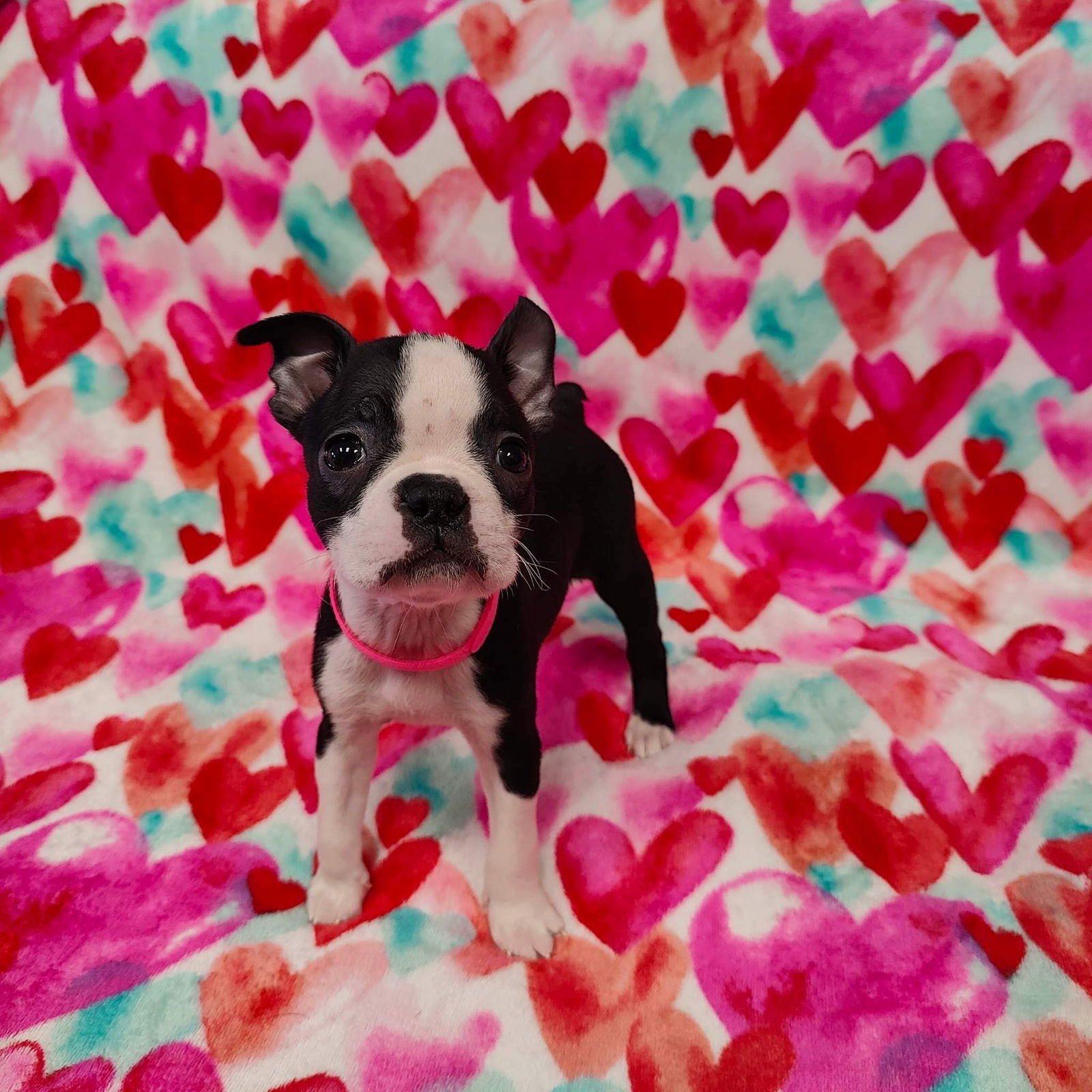 Dog for Adoption - Mulberry, a Boston Terrier in Cologne, MN | Alpha Paw