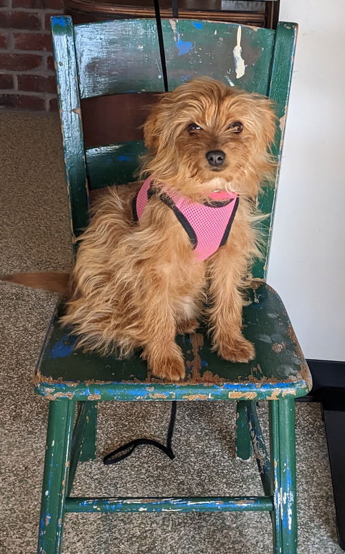 Penny
