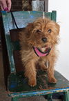 Penny
