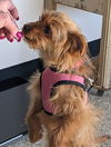Penny