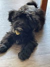 Gertie