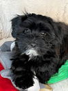 Gertie