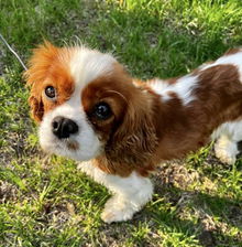 Junie