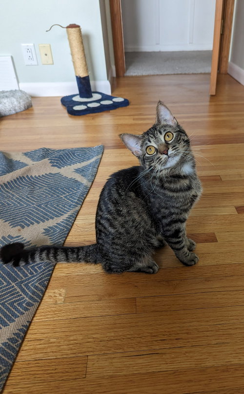FLORENCE - Domestic Short Hair available for adoption
