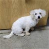 adoptable Dog in minneapolis, MN named Corbin