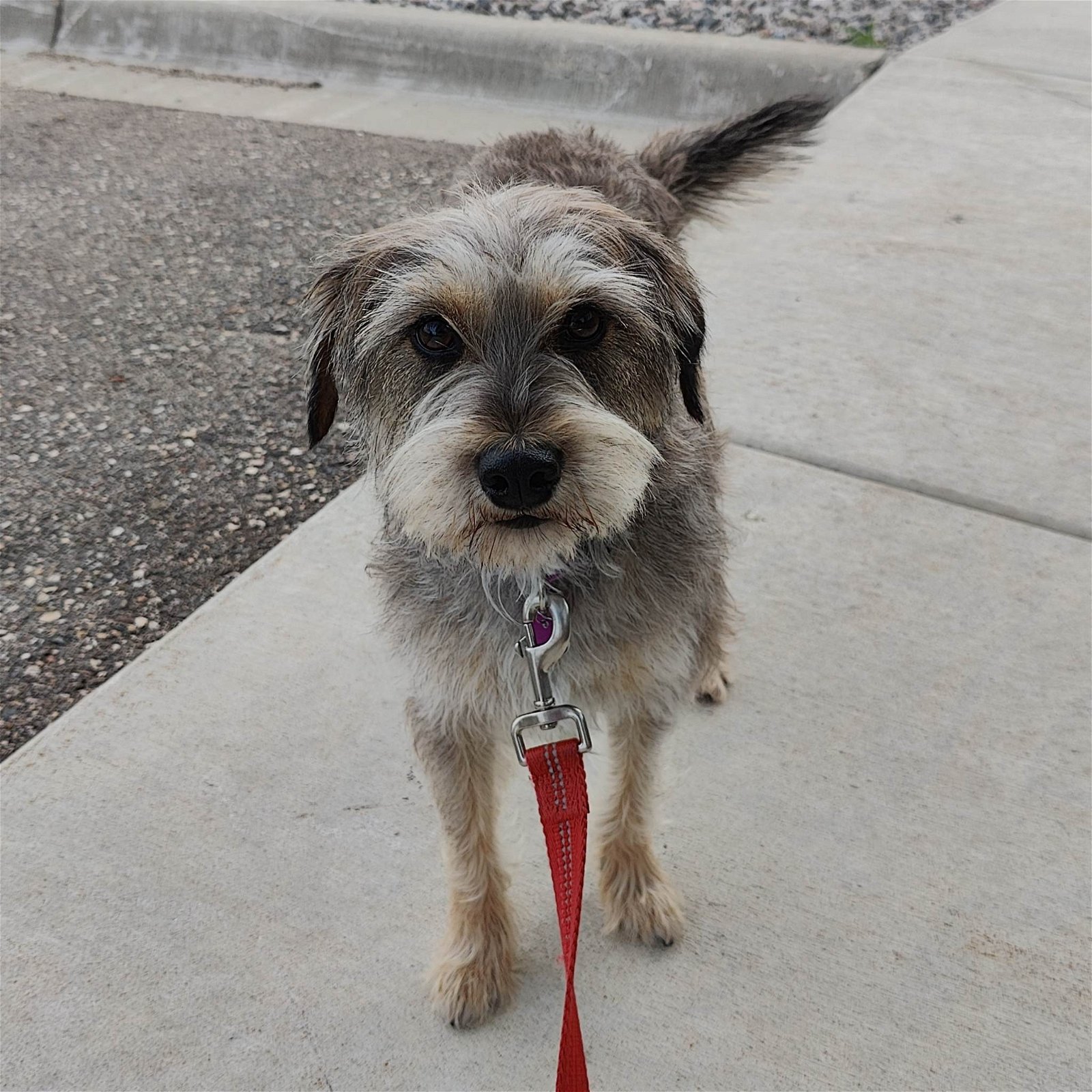 adoptable Dog in Minneapolis, MN named Coke