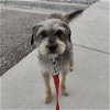 adoptable Dog in minneapolis, MN named Coke