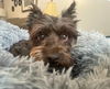 Molly
