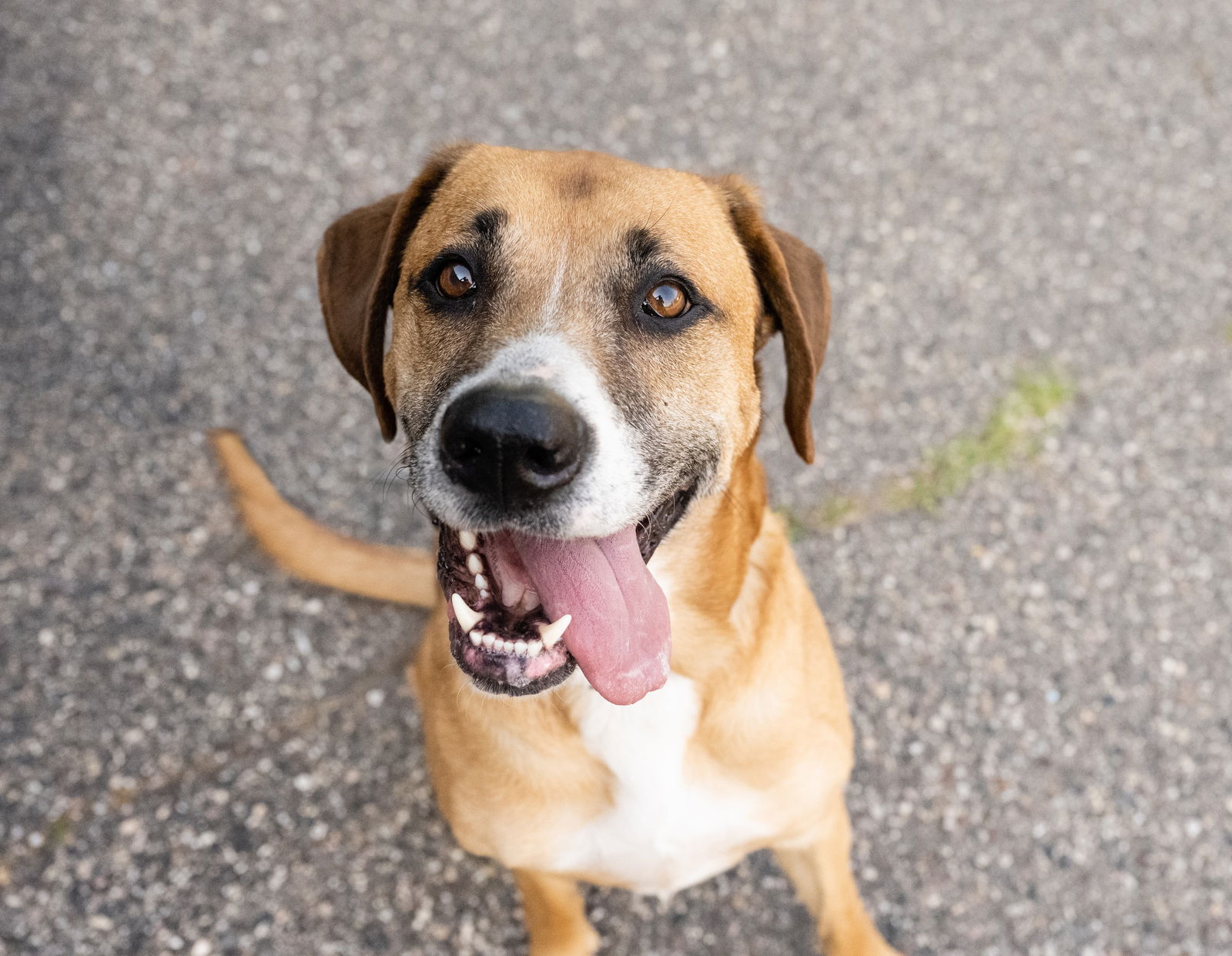 adoptable Dog in Minneapolis, MN named Khalifa