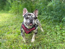 Gracie