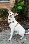 adoptable Dog in minneapolis, MN named Quoll